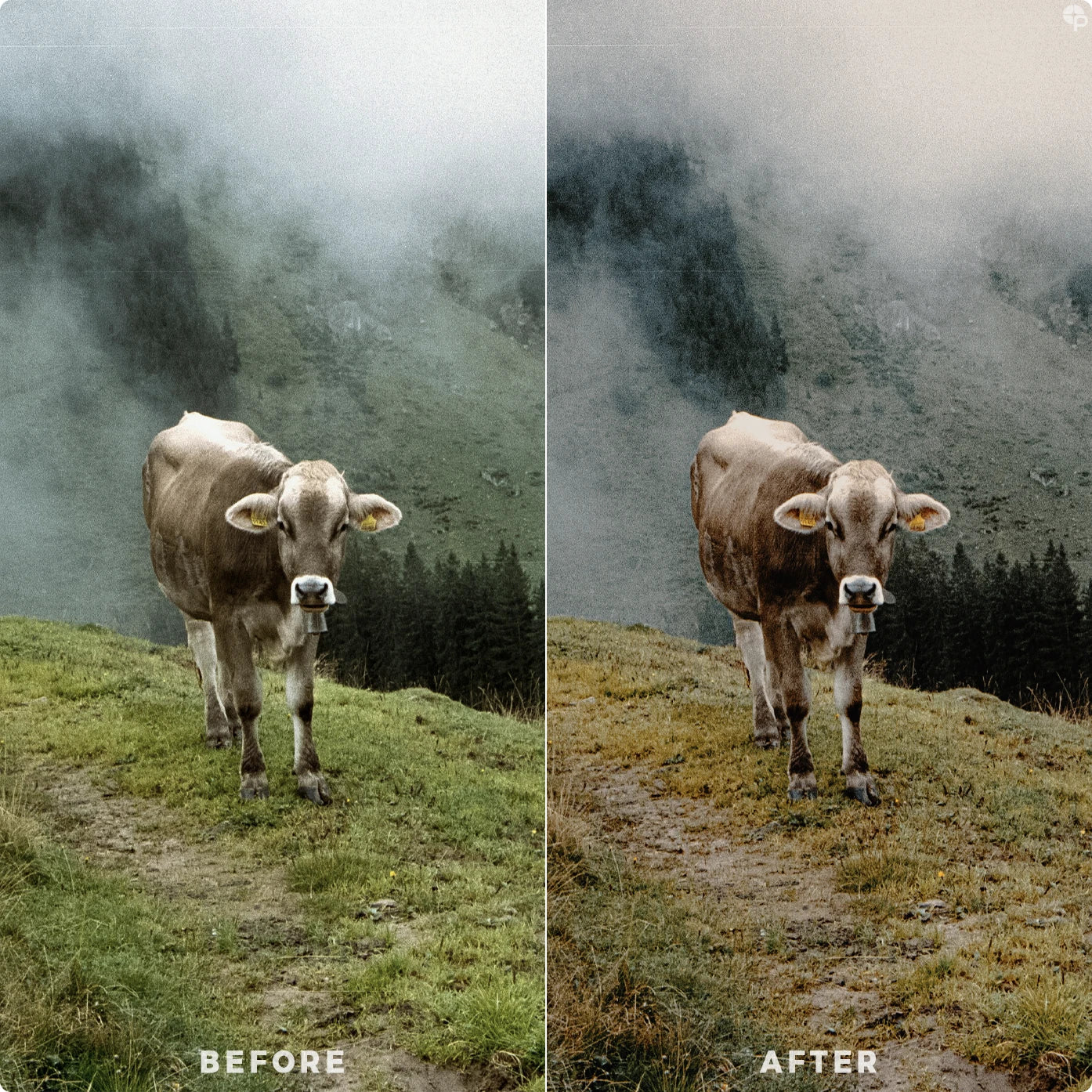 Dramatic vibe | Lightroom Presets