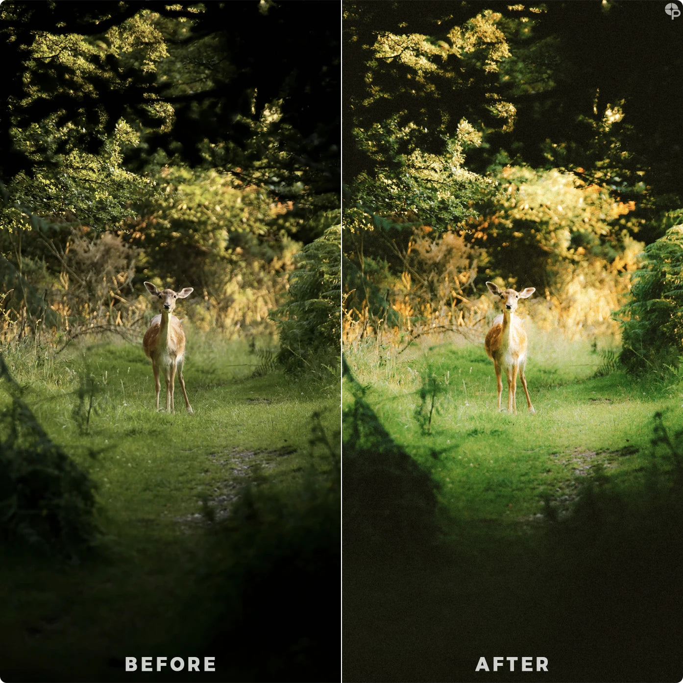 Dreamy green | Lightroom Presets