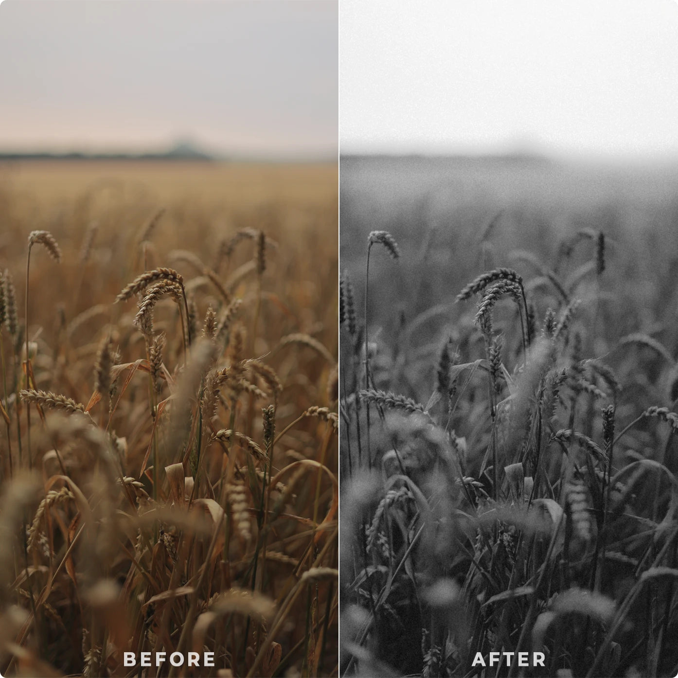 Timeless Greyscale | Lightroom Presets