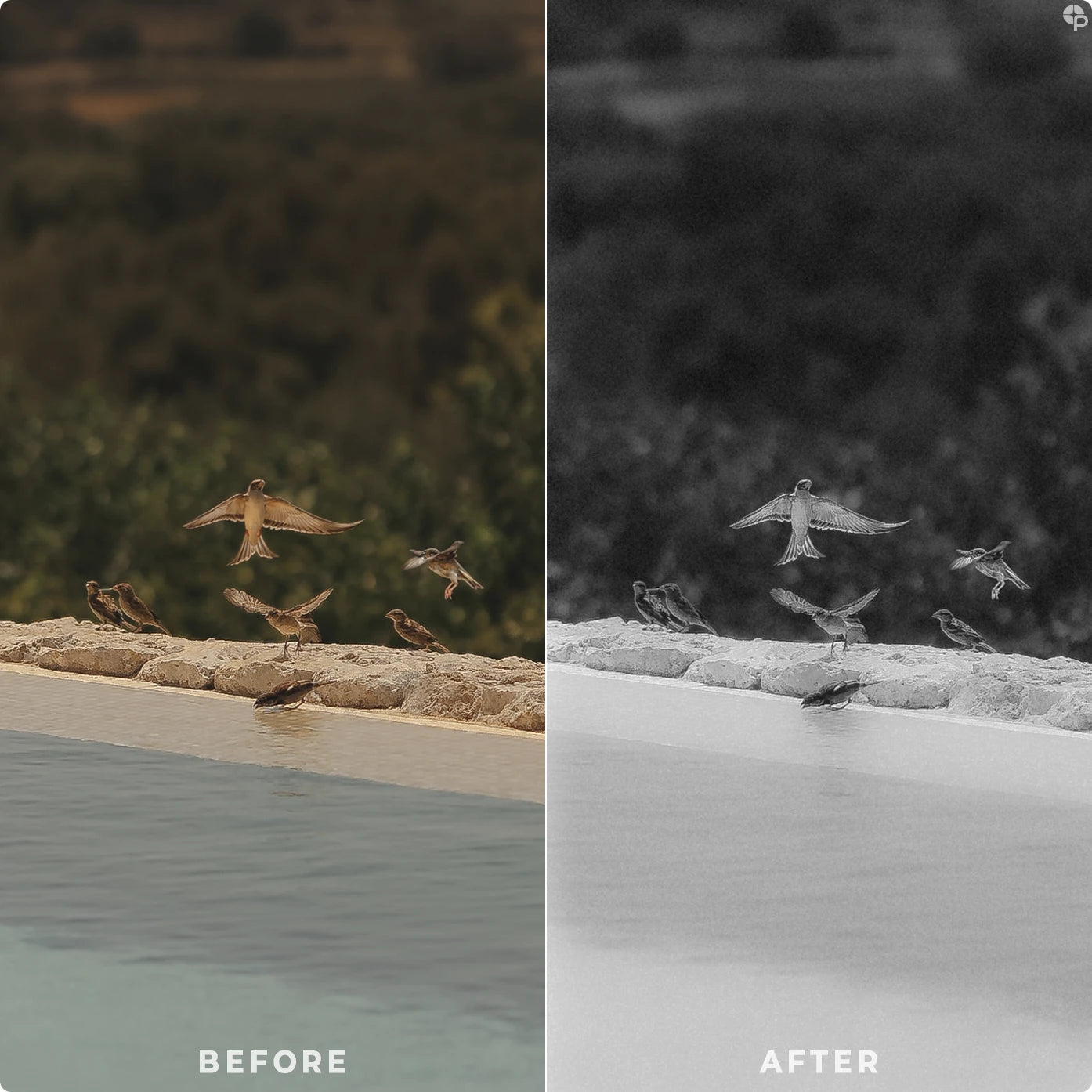 Timeless Greyscale | Lightroom Presets