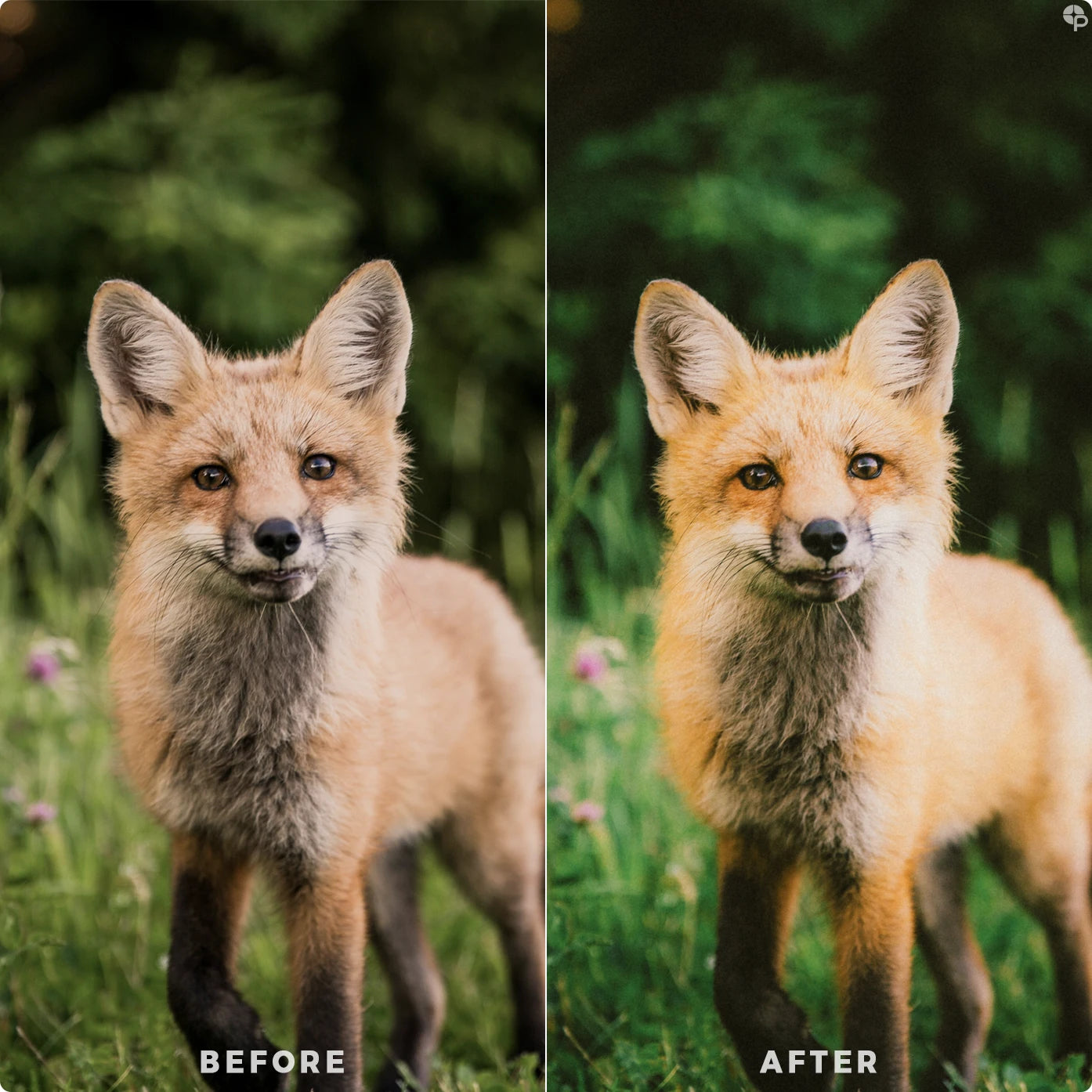 Dreamy green | Lightroom Presets