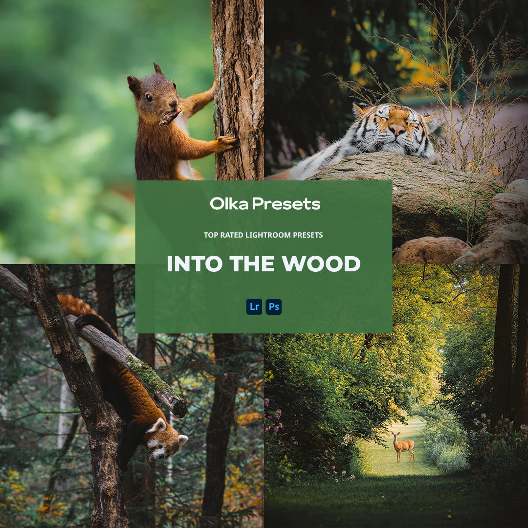 Into the wood | Lightroom Presets