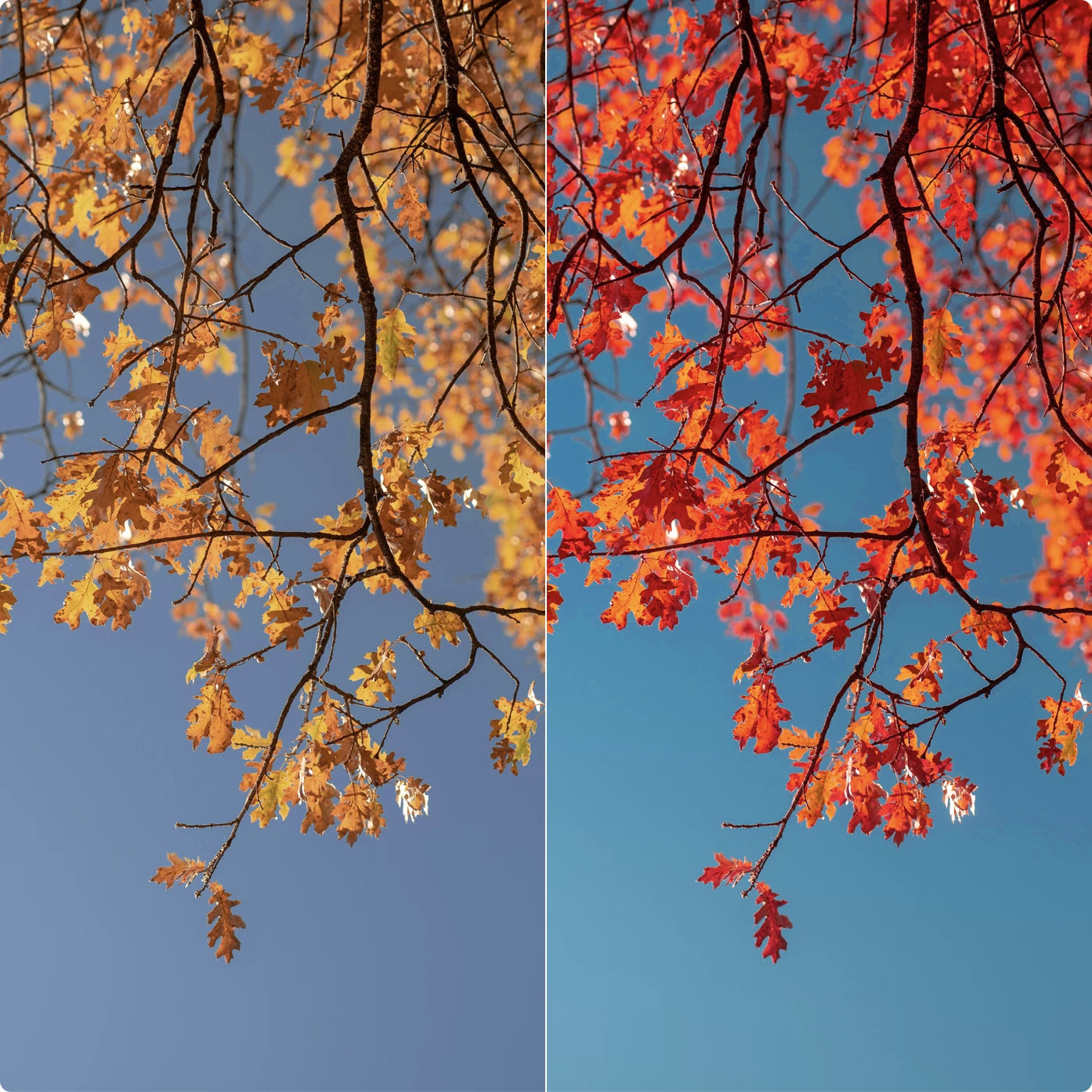 Red World | Lightroom Presets