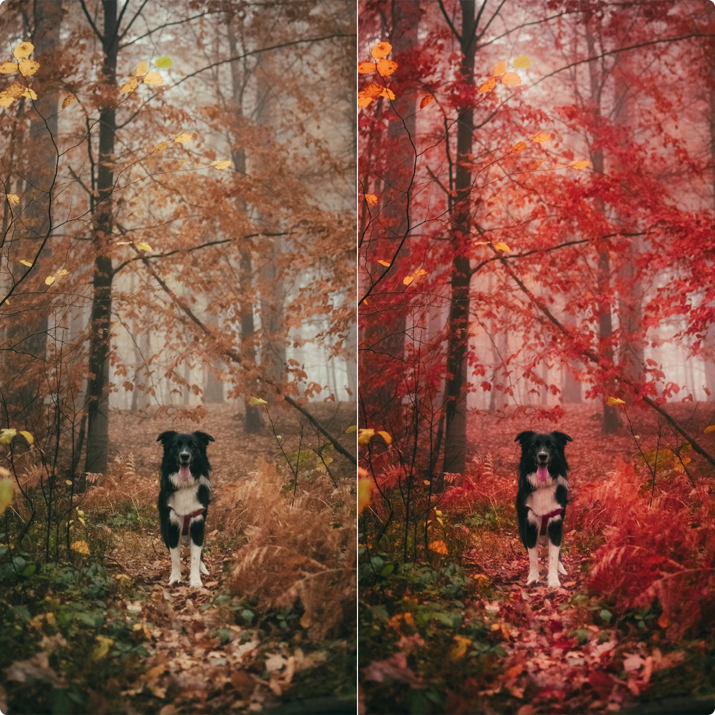 Red World | Lightroom Presets