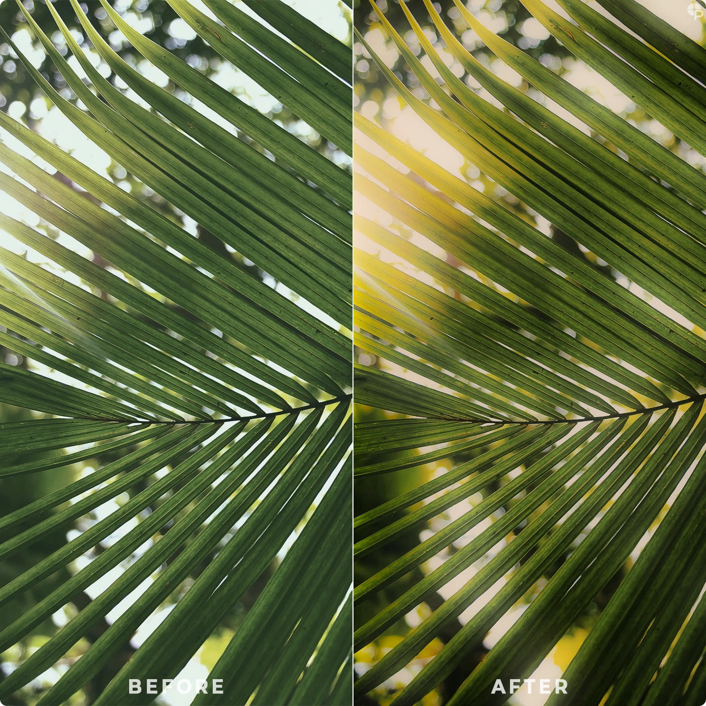 Tropical | Lightroom Presets